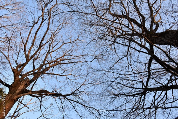Obraz 葉を落とした冬の木々、寒空の下で春を待つ
