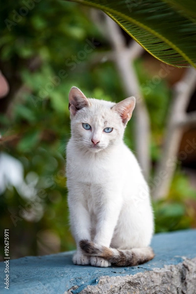 Obraz Streunerkätzchen