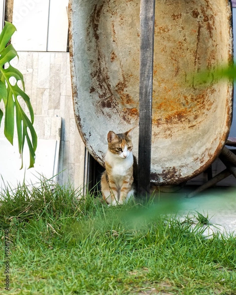Fototapeta Cat thoughtful
