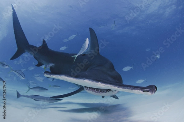 Fototapeta Hammerhead Shark Facing towards You in Clear Waters of Bahamas