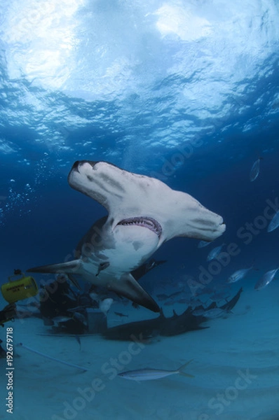 Fototapeta Hammerhead Shark Swimming among Divers in Open Water in Bahamas