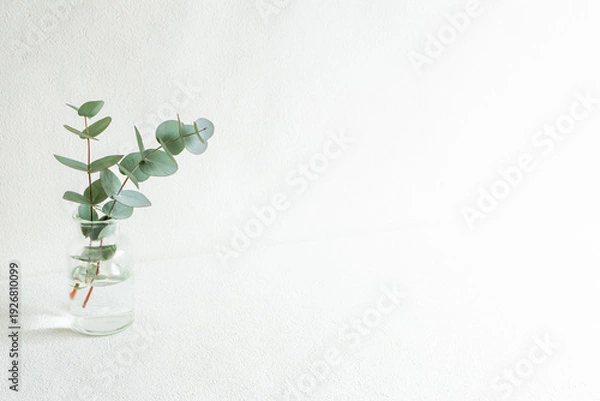 Obraz ユーカリ　植物　グリーン　背景　コピースペース　壁紙　シンプル　白　ナチュラル