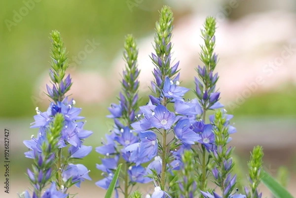 Obraz 植物　ガーデン　花　花壇