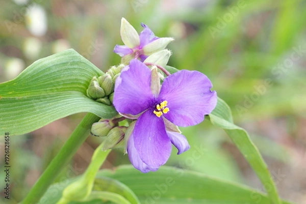 Obraz 植物　ガーデン　花　花壇