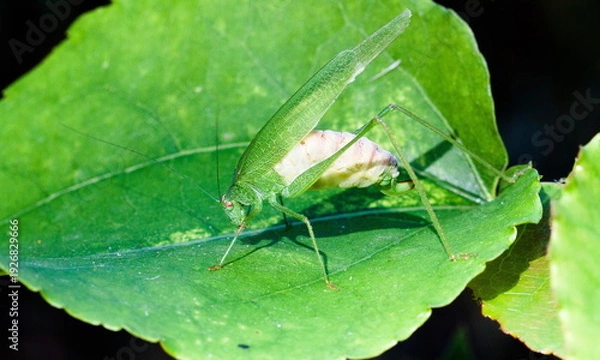 Fototapeta green bug on a leaf