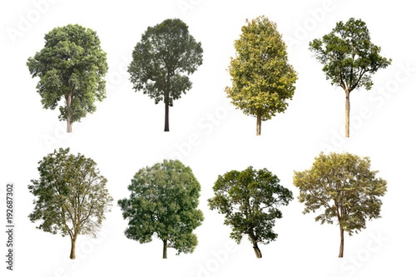Obraz Tree group isolated on white background.