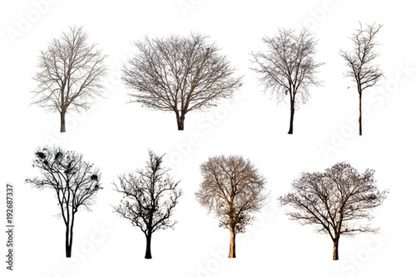 Obraz grupa martwych drzew na białym tle.
