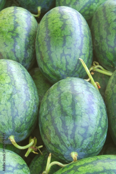 Obraz Many ripe watermelons as background