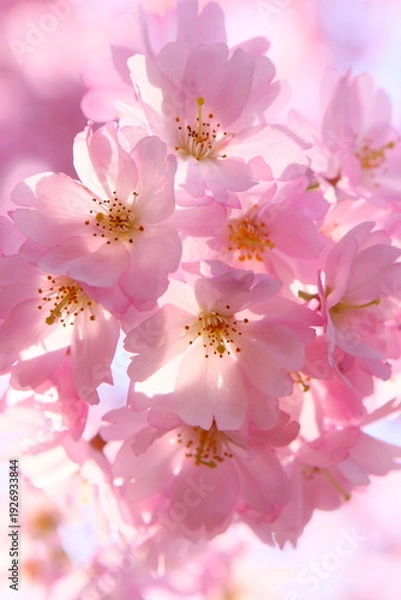 Obraz 淡いピンクの思川桜のクローズアップ