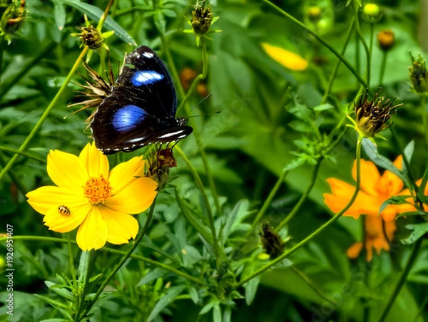 Obraz butterfly on a flower