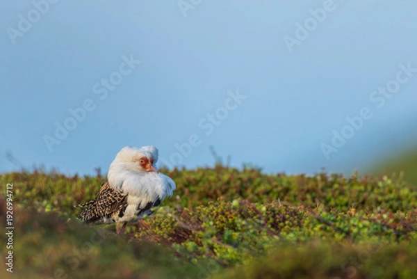 Obraz Ruff (Calidris pugnax)