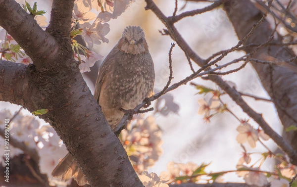 Obraz 桜の木にとまるヒヨドリ