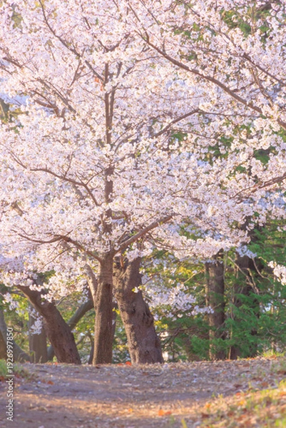 Obraz 満開の与野公園の桜