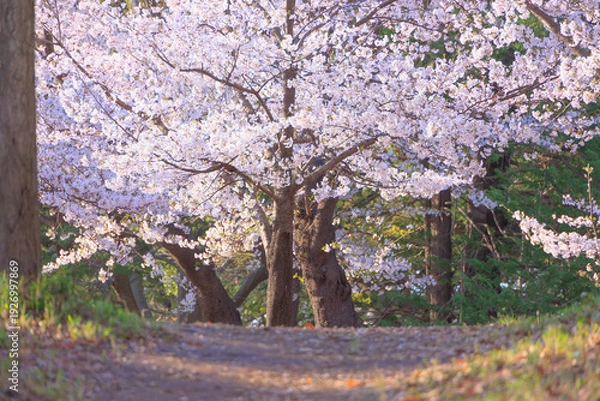 Obraz 満開の与野公園の桜