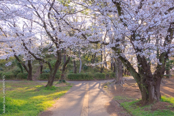 Obraz 早朝の与野公園内の桜