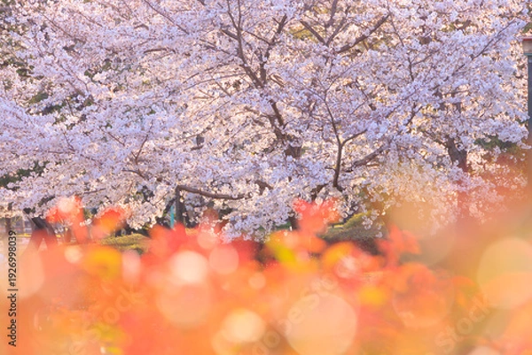 Obraz 与野公園バラ園側の満開の桜