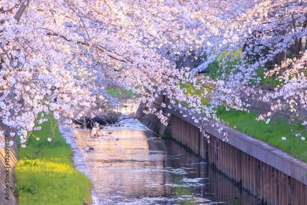 Obraz 満開の鴻沼川の桜