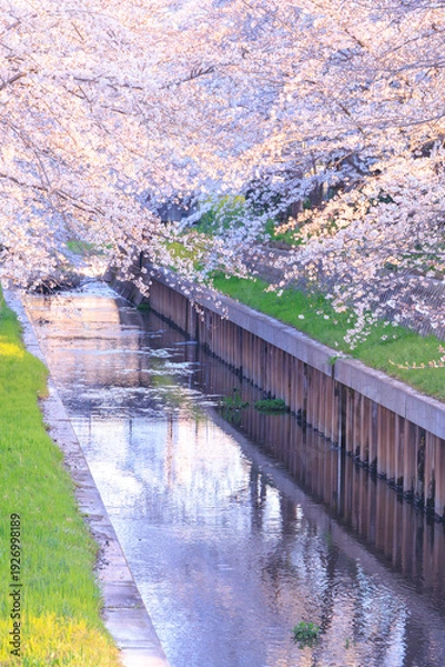 Obraz 満開の鴻沼川の桜