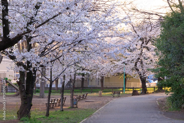 Obraz 早朝の与野公園内の桜