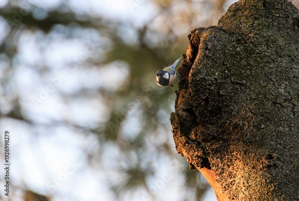 Obraz 与野公園のシジュウカラ