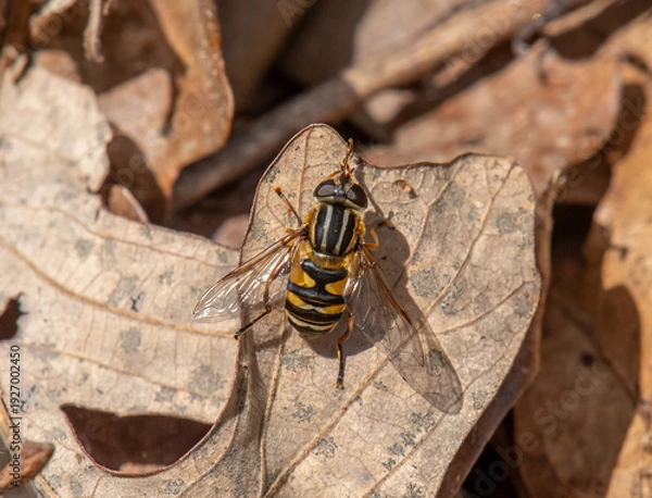 Obraz Narrow-headed Marsh Fly
