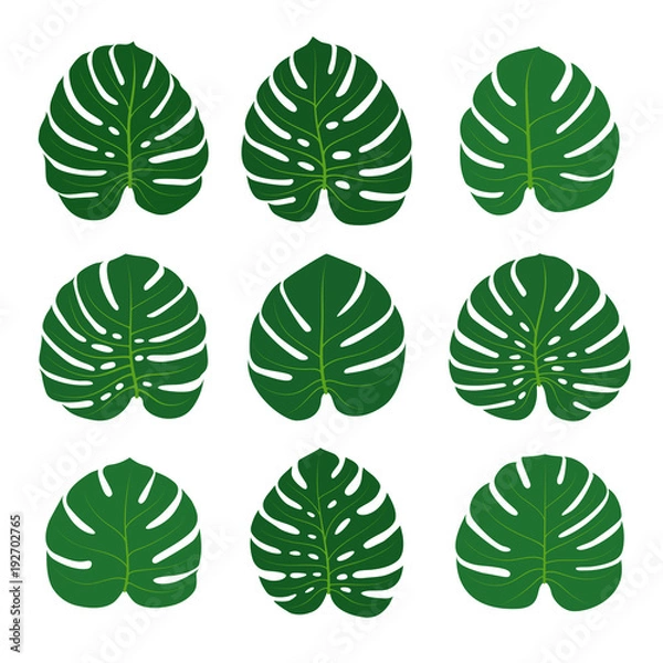 Fototapeta Set of monstera leaves isolated on white background. Vector illustration.