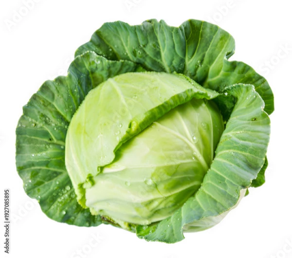 Obraz Fresh green cabbage
