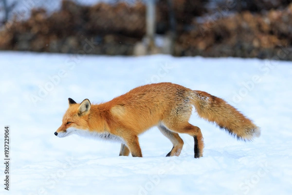 Obraz 走るキタキツネ