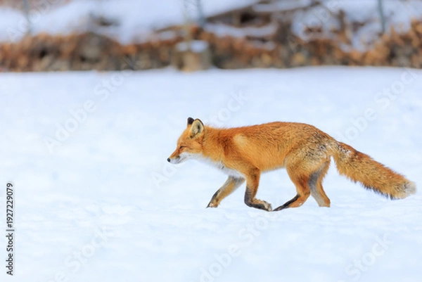 Obraz 走るキタキツネ