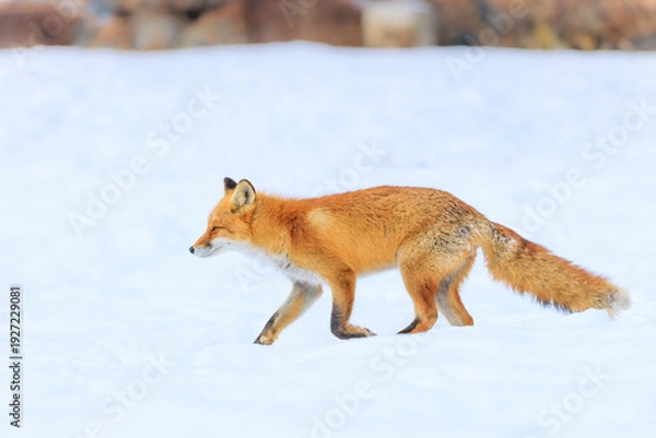 Obraz 走るキタキツネ