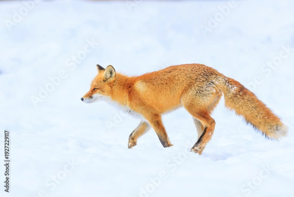 Obraz 走るキタキツネ