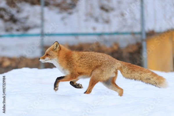 Obraz 走るキタキツネ