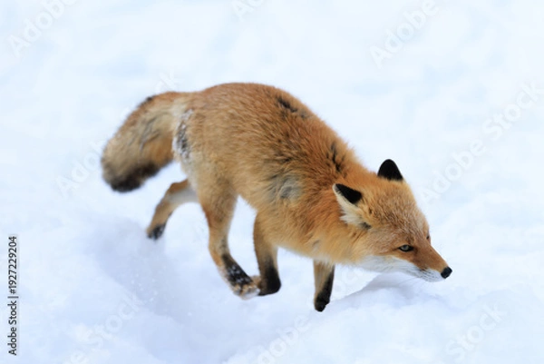 Obraz 走るキタキツネ