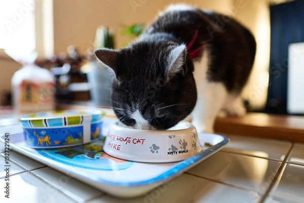 Obraz 餌を食べる猫