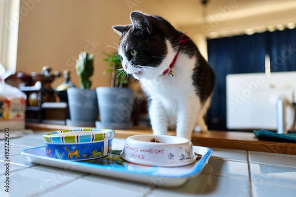 Obraz 餌を食べる猫