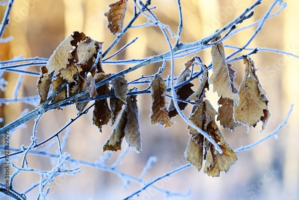 Obraz 冬の柏の葉