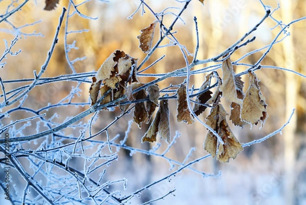 Obraz 冬の柏の葉