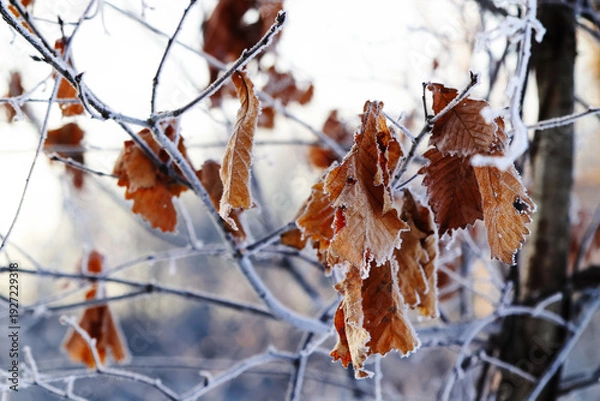 Obraz 冬の柏の葉