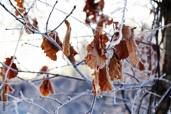 Obraz 冬の柏の葉