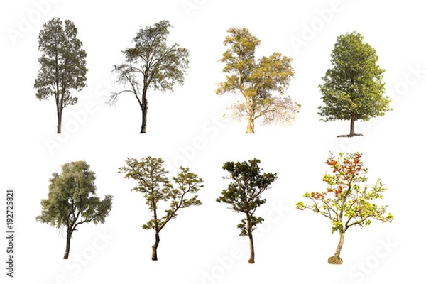 Obraz Tree group isolated on white background.