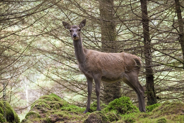 Obraz Cervo scozia