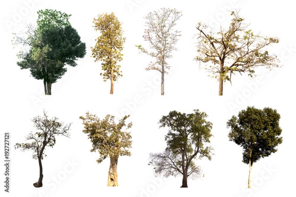 Obraz Tree group isolated on white background.
