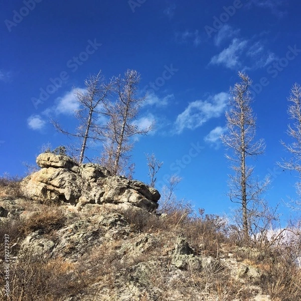 Obraz деревья на вершине горы