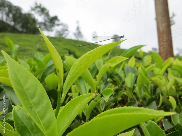 Fototapeta Libellule posé sur une feuille de théier (kerala, inde)