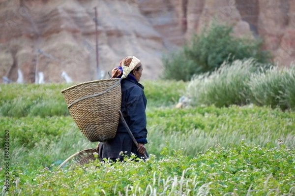 Fototapeta Nepalese woman goes to collect the vegetables in the garden, with a basket behind his back, in the village of Chusang(3022m) of the Upper Mustang. Nepal.