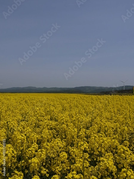 Fototapeta 穏やかな春の休日