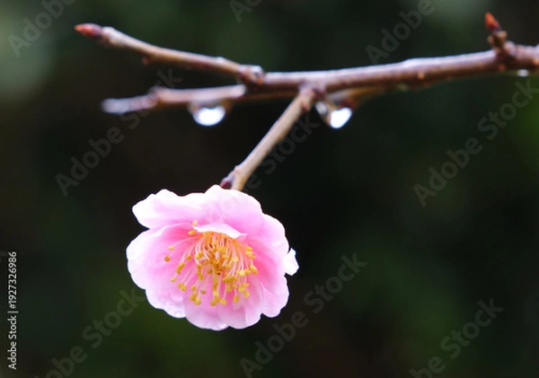 Obraz 雨上がりの水滴のついたピンクの梅の花