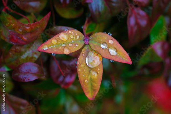 Obraz 庭木の葉が雨に濡れた風景