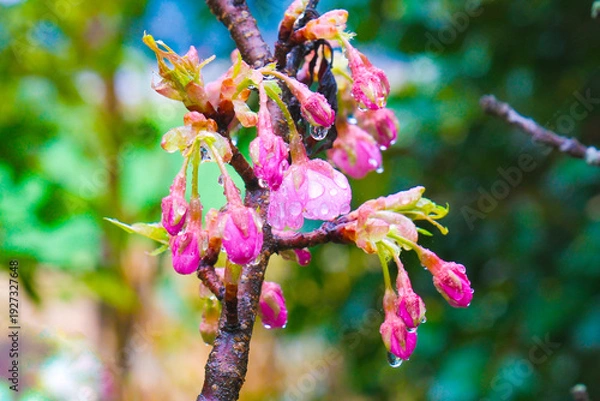 Obraz 雨上がりの水滴のついた河津桜の蕾