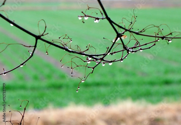 Obraz 早春の緑色に染まる麦畑